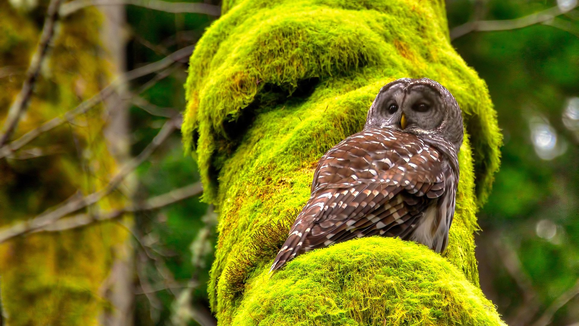 摩纳哥，当赛道在黑暗中叹息