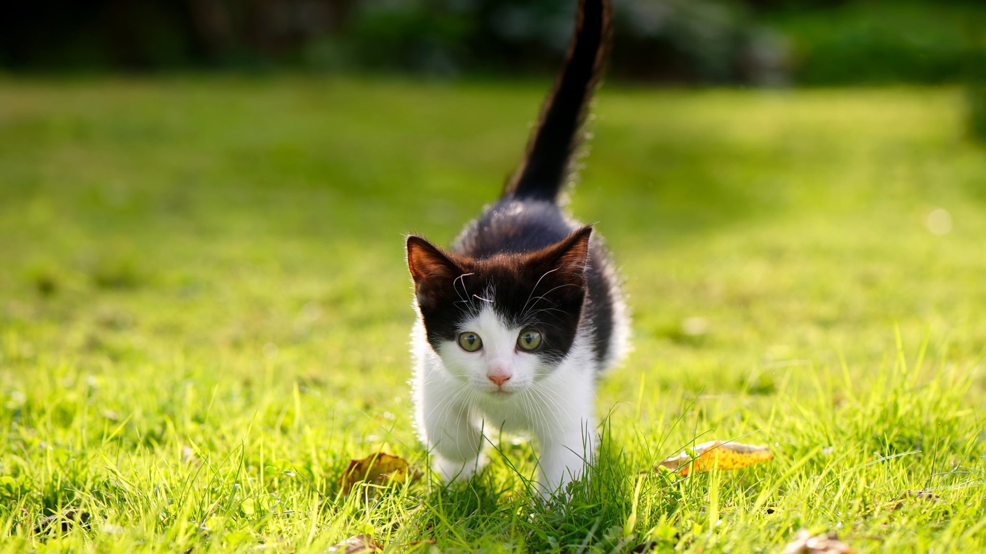 浪潮淹没魔术，2026世界杯，浙江风暴如何冲垮北美奇才