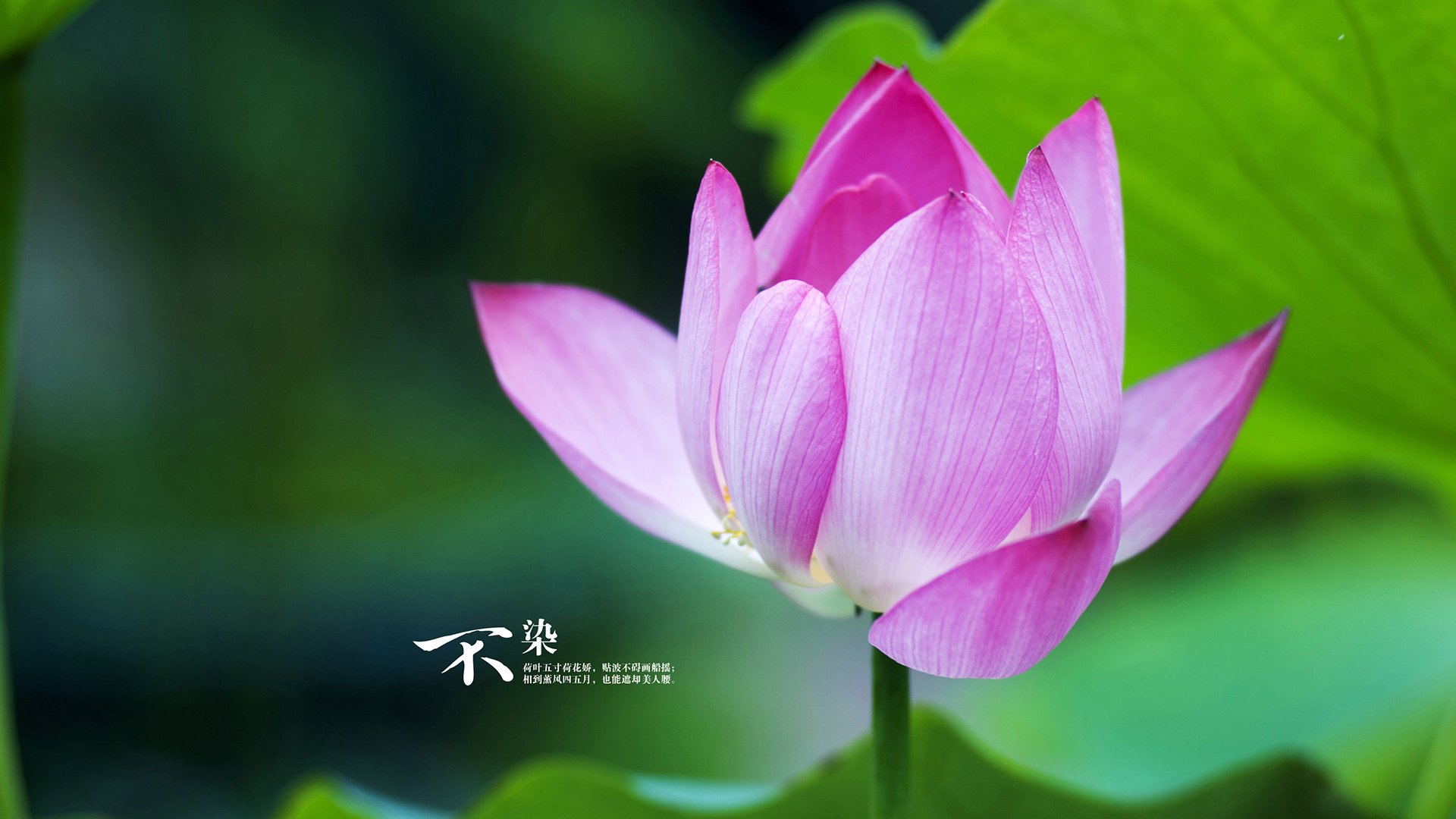 绿衫军铸造内线禁飞区，小贾伦的防守交响曲如何让雄鹿字母失声？