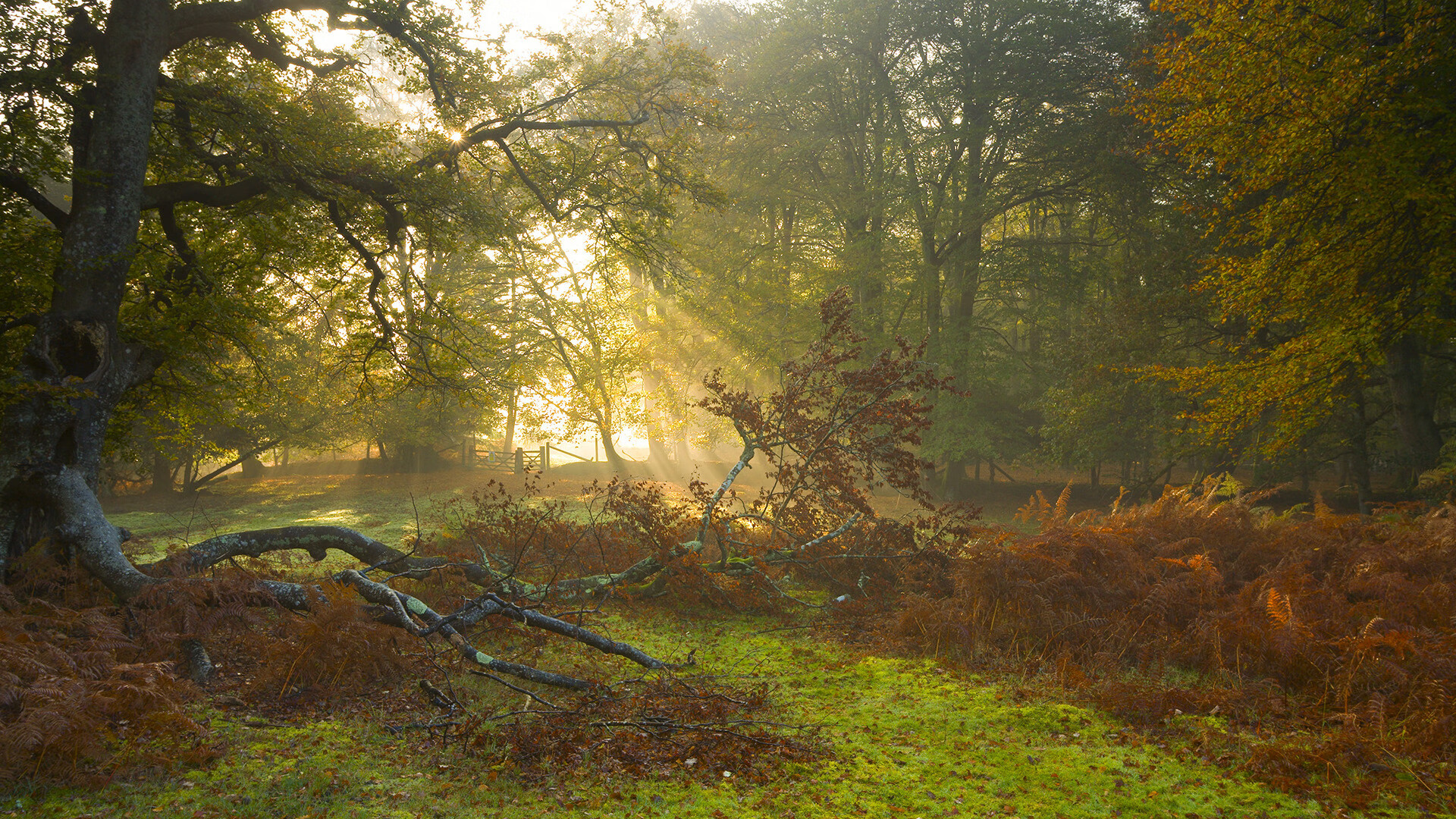 错位的英雄，当基耶萨在委内瑞拉压哨绝杀日本